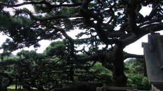 樹齢250年の琉球松！