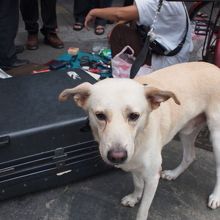 営業許可はなさそう、でもお客さんはたくさんいます。