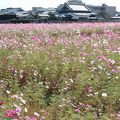 今の時期の花、近場でコスモスを求めて