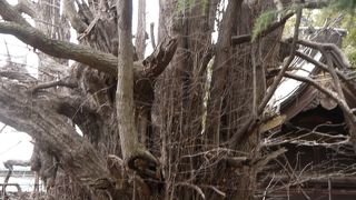 「千本イチョウ」は、樹齢1200年以上、高さが22ｍもあって国の特別天然記念物。