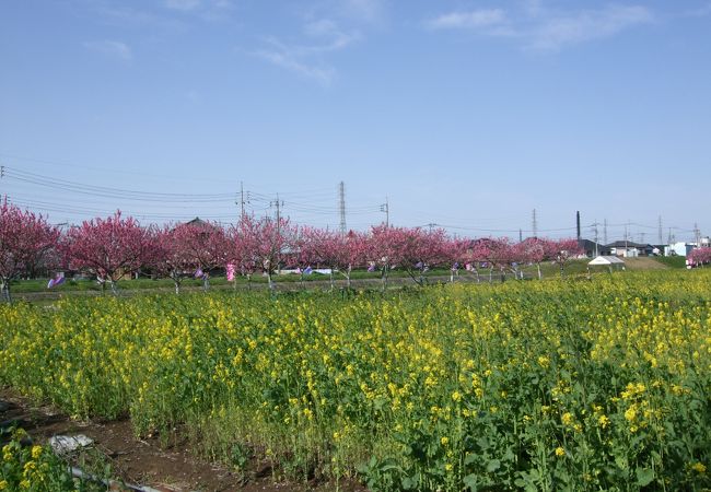 元は、ゴミ捨て場所だったようですが、地元の努力で蘇ったのだとか