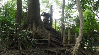 木の根元にある祠