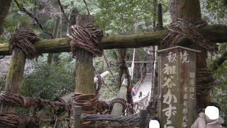 おとな親でも怖かった吊り橋