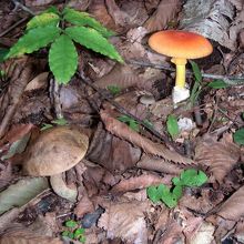 オレンジのきのこが素敵でした