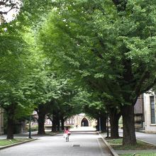 早朝は、ワンちゃんとお散歩してたり、秋には銀杏を拾う光景も。