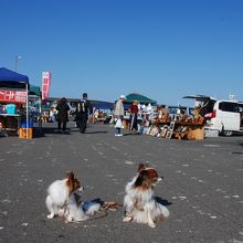 岸壁日曜朝市の様子