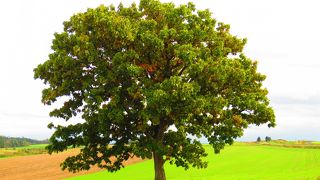 セブンスターは吸っていませんが・・・