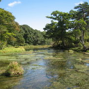 ここにしかいない珍しい生物がたくさんいます