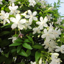 可愛い花がｱﾁｺﾁに