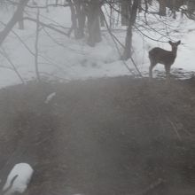 ぼっけの向こうに見えるエゾシカ