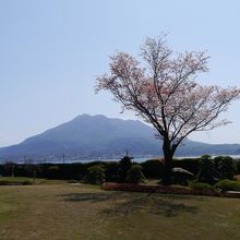 桜島が一望できます！