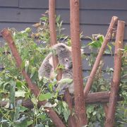 動物園と遊園地