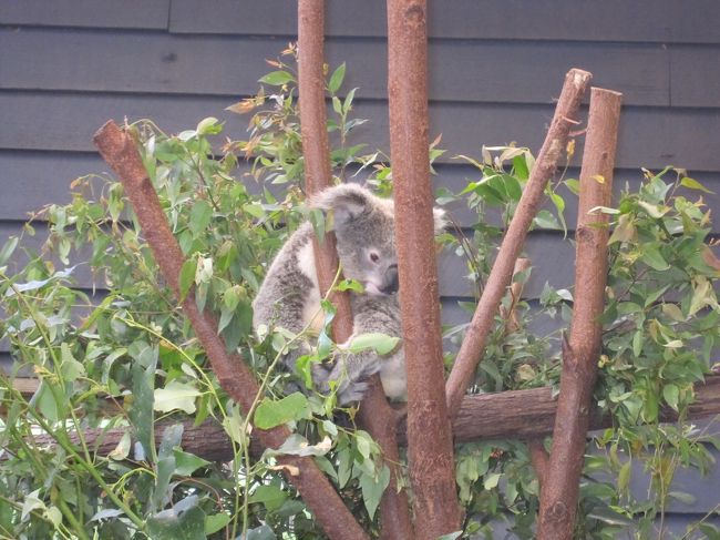 ドリームワールド