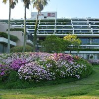 ツツジが綺麗です。