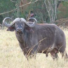 バッファロー：こちらを見ているような・・・