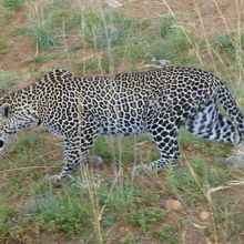 ヒョウ：30分待ったら木の上から下りて、この後車の前を横断
