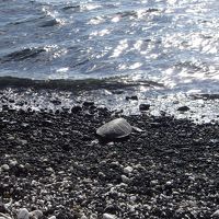 ホテルのプライベートビーチにカメがいました