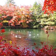 紅葉が見頃を迎えて美しかったです