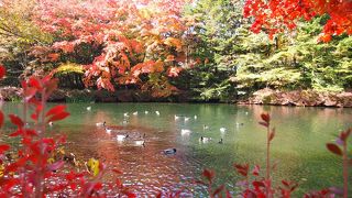 紅葉が見頃を迎えて美しかったです