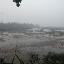 いかにもワニがいそうな川です。