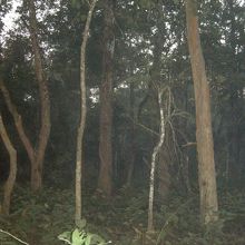 鬱蒼たるジャングルですね
