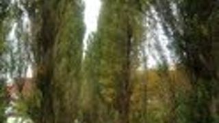 ポプラ並木はふたつあるんだ