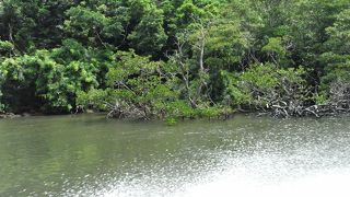 　マングローブを間近にクルーズ　＠仲間川クルーズ