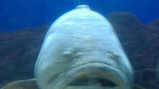 すばらしい世界です