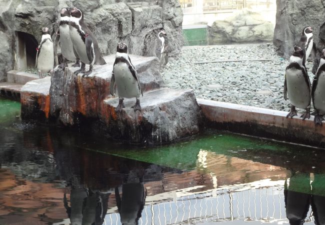 姫路市立水族館