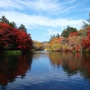 紅葉の雲場池