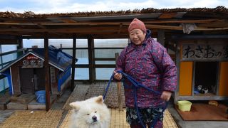 わさおは相変わらず人間嫌い　でも元気だった。