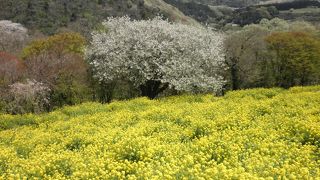 ジンギスカンを食べる