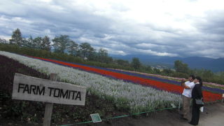 ラベンダー畑が最高にきれい