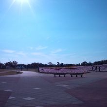 コスモスの時期です