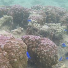 ナガンヌシュノーケリング