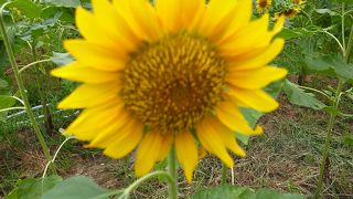 空からでもこれは見る事が出来ますが!!