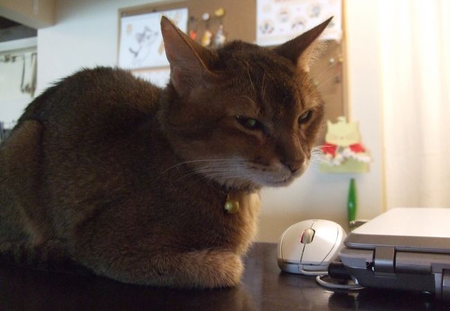 キャットカフェ ミーシス 猫カフェ クチコミ アクセス 営業時間 横浜 フォートラベル キャットカフェ ミーシス 猫カフェ クチコミ アクセス 営業時間 横浜 フォートラベル