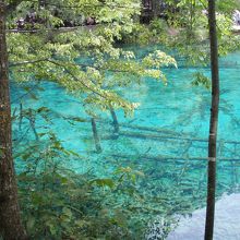 泳いでみたい...