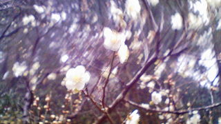 そんなに大規模ではない