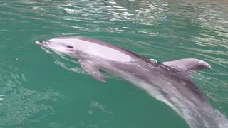 イルカと戯れる