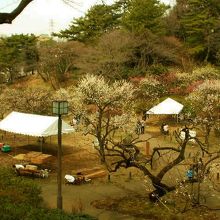 梅林の一部の様子です