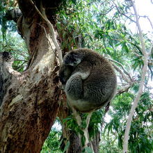 コアラは夜行性なので昼間はだいたい寝ています。