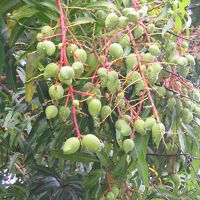 マンゴーの木があり実っています。