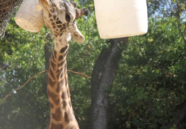 サクラメント動物園