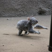 コアラが地面を走っていました!!