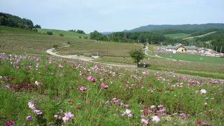 秋にはコスモス