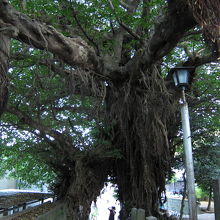 人と大きさを比べてみてください！