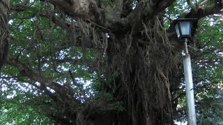 国指定天然記念物の日本一を誇るあこう樹