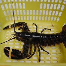 水槽からすくった ロブスター！