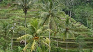 日本にはない風景